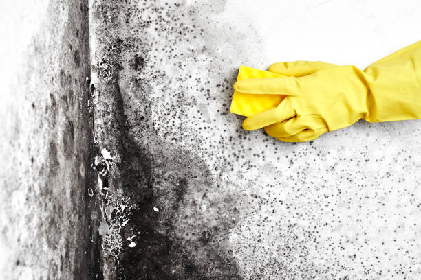 Attic Mold Removal in Hauula, HI