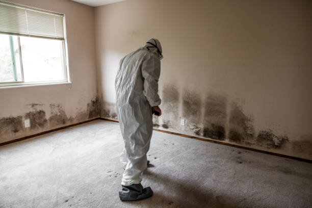 Best Commercial Mold Removal  in Hauula, HI