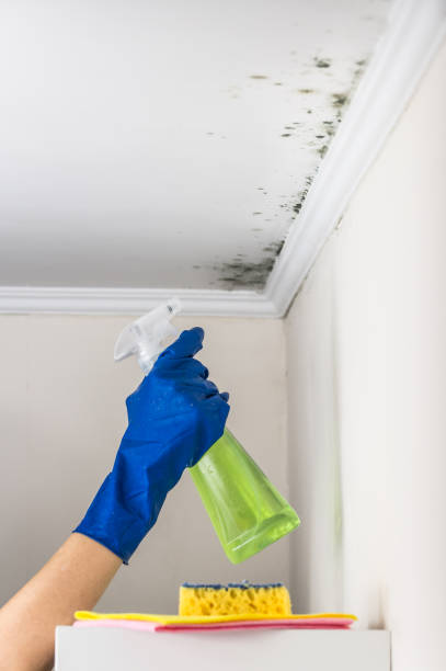 Best Toxic Mold Removal  in Hauula, HI