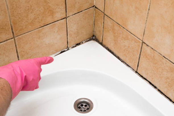 Best Toxic Mold Removal  in Hauula, HI